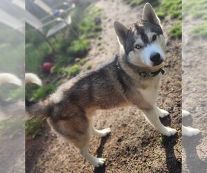 Huskies -Unknown Mix Dogs for adoption in Clarkston, MI, USA