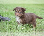 Small #7 Miniature Australian Shepherd