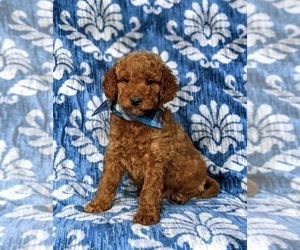 Goldendoodle-Poodle (Miniature) Mix Puppy for sale in LINCOLN UNIVERSITY, PA, USA