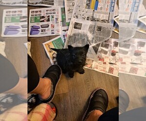 Bushland Terrier-Scottish Terrier Mix Puppy for sale in WHITEWOOD, SD, USA