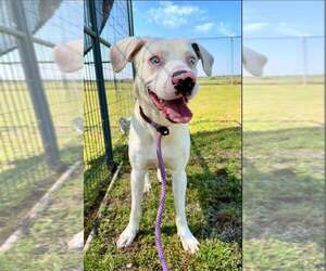 Caesar - Male Catahoula Leopard Dog-Unknown Mix Dog for Adoption - Photo #4