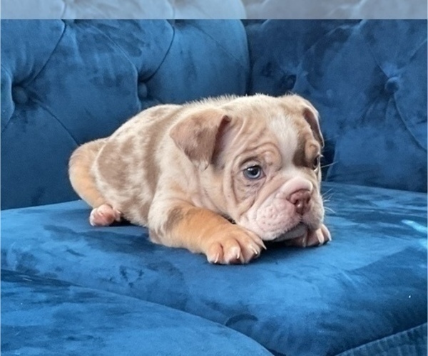 Medium Photo #3 English Bulldog Puppy For Sale in MEMPHIS, TN, USA