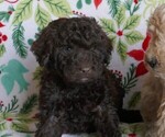 Puppy Dasher Labradoodle