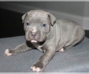 Staffordshire Bull Terrier Puppy for sale in SAN JOSE, CA, USA