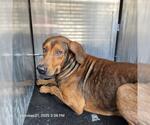 Small Redbone Coonhound Mix
