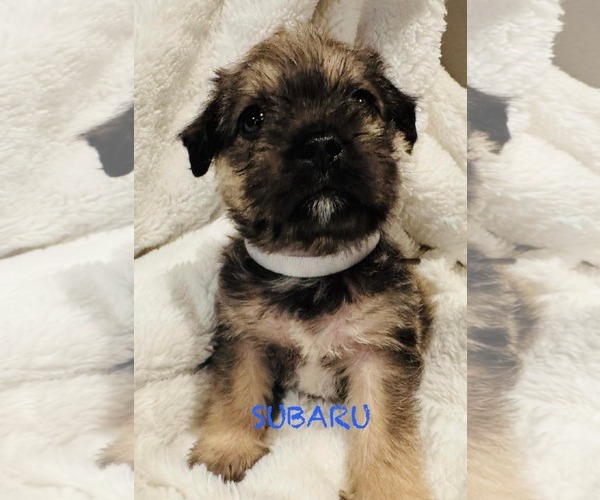 Medium Photo #1 Pug-Unknown Mix Puppy For Sale in Mission Viejo, CA, USA