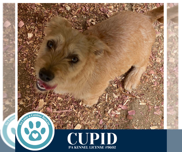 Medium Photo #1 Dachshund-Unknown Mix Puppy For Sale in Kimberton, PA, USA