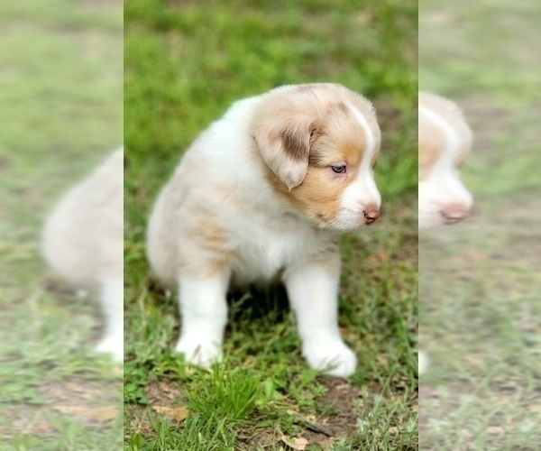 Medium Photo #3 Australian Shepherd Puppy For Sale in WEATHERFORD, TX, USA