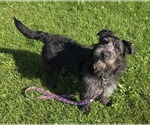 Small Photo #2 Mutt Puppy For Sale in Anchorage, AK, USA