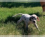 Small #6 Great Dane