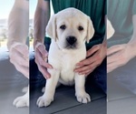Small Photo #2 Labrador Retriever Puppy For Sale in AURORA, CO, USA
