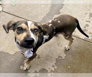 Catahoula Leopard Dog Dogs for adoption in Tulsa, OK, USA