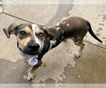 EQUINOX - Male Catahoula Leopard Dog Dog for Adoption - Small photo