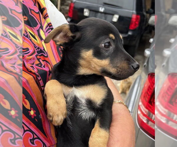 Medium Photo #1 Mutt Puppy For Sale in Oak Bluffs, MA, USA