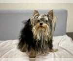 Small Photo #1 Yorkshire Terrier Puppy For Sale in Kyiv, Kyiv City, Ukraine