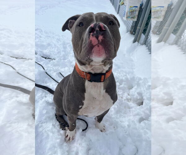 Medium Photo #7 American Pit Bull Terrier-Unknown Mix Puppy For Sale in Virginia Beach, VA, USA