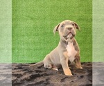 Puppy Puppy 10 American Bully