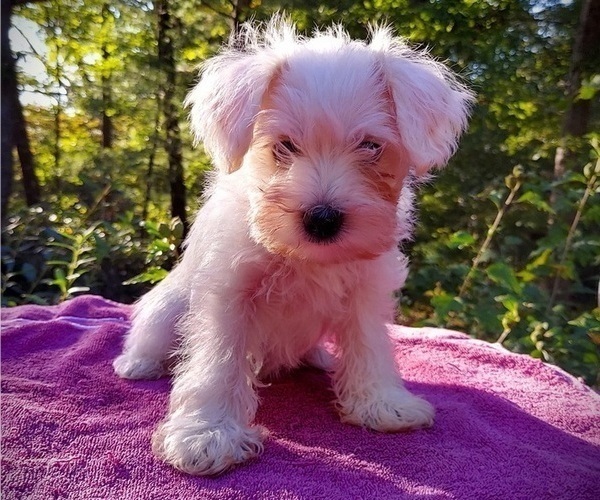 Medium Photo #1 Schnauzer (Miniature) Puppy For Sale in LYNCHBURG, VA, USA