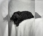 Small Photo #4 Goldendoodle Puppy For Sale in HOWARD CITY, MI, USA