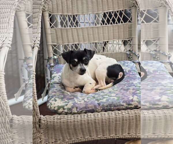 Medium Photo #2 Chihuahua Puppy For Sale in Sandy, UT, USA