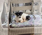Small #1 Chihuahua