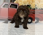 Small #2 Lhasa Apso-Poodle (Toy) Mix