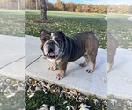 Small Photo #1 Bulldog Puppy For Sale in BOWLING GREEN, KY, USA