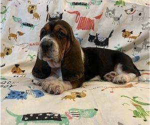 Basset Hound Puppy for Sale in VILLA RIDGE, Missouri USA