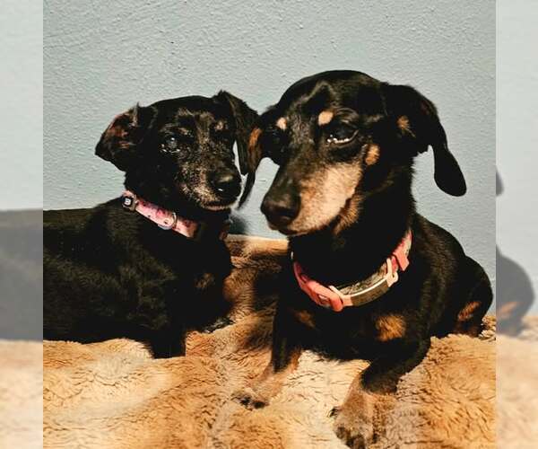 Medium Photo #1 Dachshund Puppy For Sale in Sioux Falls, SD, USA