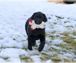 Small #13 Labrador Retriever