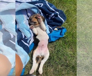 Beagle Puppy for sale in LINDEN, MI, USA