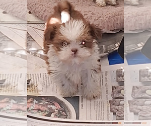 ShihPoo Puppy for sale in SPOTSYLVANIA, VA, USA