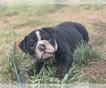 Small Photo #1 English Bulldog Puppy For Sale in HAMDEN, CT, USA