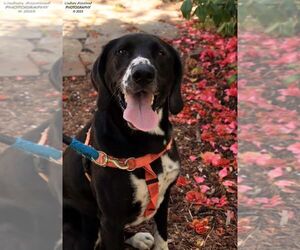 Franco - Male Plott Hound-Unknown Mix Dog for Adoption - Photo #6