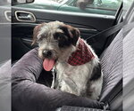 Small #1 Mutt