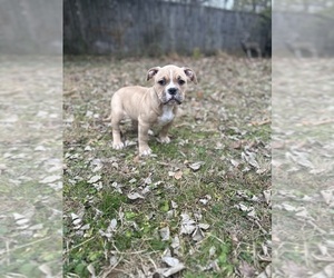 American Bully Puppy for sale in LANCASTER, PA, USA