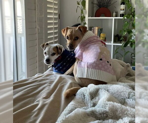 Medium Photo #14 Chihuahua-Unknown Mix Puppy For Sale in Newport Beach, CA, USA