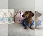 Small Photo #1 Dachshund Puppy For Sale in LAS VEGAS, NV, USA