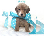 Small #39 Goldendoodle
