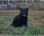 Small #8 German Shepherd Dog