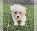 Small #1 Maltese Mix