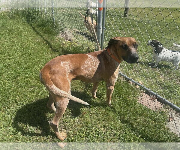 Medium Photo #3 Coonhound-Unknown Mix Puppy For Sale in Westwood, NJ, USA