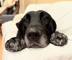 Small #1 Great Dane-Labrador Retriever Mix