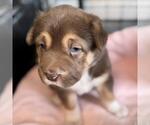 Small #3 Labrador Retriever Mix