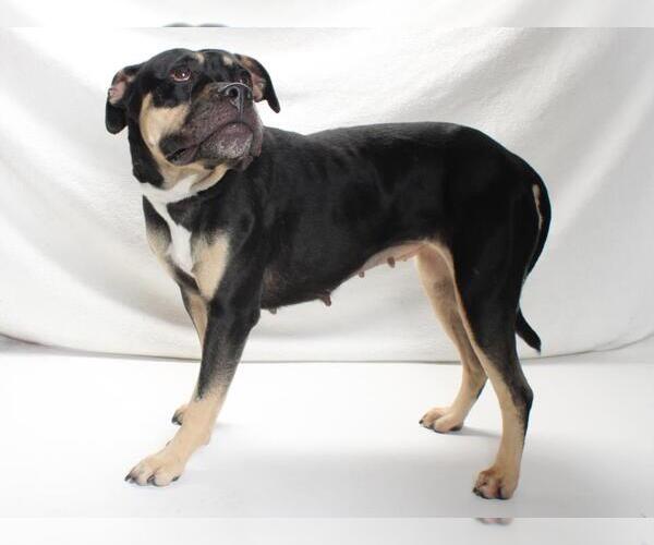 Medium Photo #2 American Pit Bull Terrier-Unknown Mix Puppy For Sale in Burbank, CA, USA