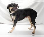 Small #1 American Pit Bull Terrier Mix