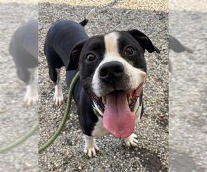 American Staffordshire Terrier-Unknown Mix Dogs for adoption in Palmetto, FL, USA