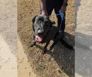 Aussiedor Dogs for adoption in Grand Prairie, TX, USA