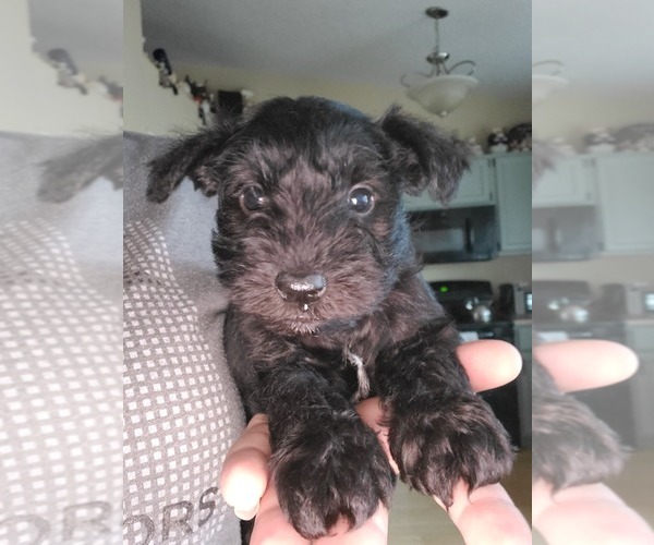 Medium Photo #1 Schnauzer (Miniature) Puppy For Sale in JEFFERSON CITY, MO, USA