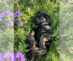 Small Photo #33 Rottle Puppy For Sale in CHICKAMAUGA, GA, USA